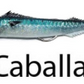 REAL FISH JLC 200gr COMBO + 1 BODY CABALA SARDINA, DONCELLA, JULIA - Pêcheur Maroc