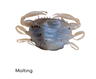 LEURRE BERKLEY GULP ALIVE CRABE - Pêcheur Maroc